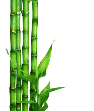 Bamboo over white