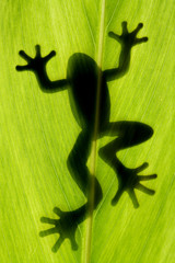 frog stay on leaf in backlight