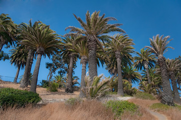 Obraz na płótnie Canvas Palm Tree Hill