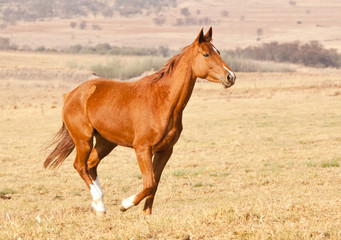 Brown horse running on dry grass and blue sky on farm