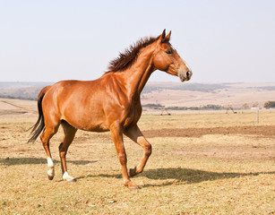 Brown horse running on dry grass and blue sky on farm