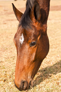 Closeup of brown horse head eating dry grass