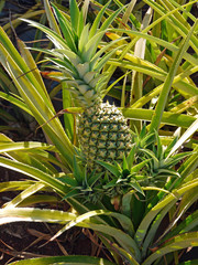 Ananas-staude