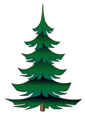 Spruce tree isolated on white background.