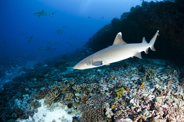 White tip reef shark Triaenodon Obesus