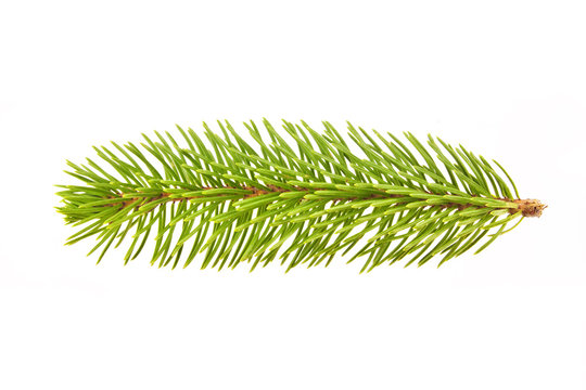 Branch of a Christmas Tree isolated on white background