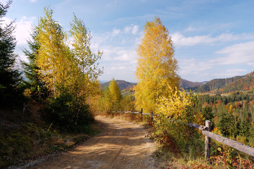 Naklejka premium Autumn wood