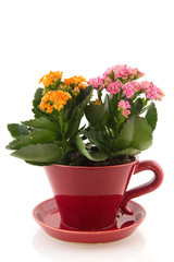 Big cup with home plants