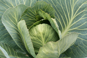 Green cabbage