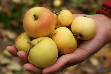 Ripe apples