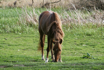 Grazing horse