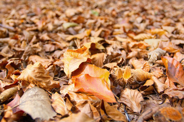 Dry autumn leaves on the ground