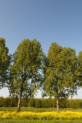 Trees in vertical landscape