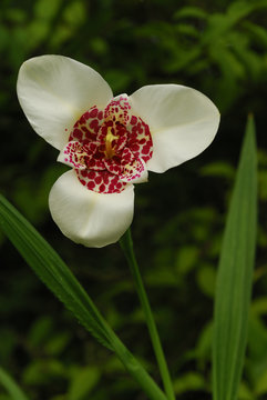 Tigridia pavonia 'Alba'