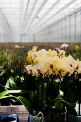 Orchids in greenhouse