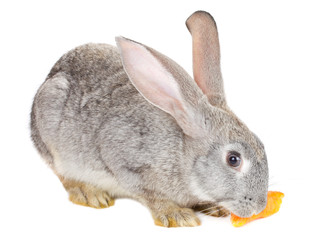 close-up rabbit