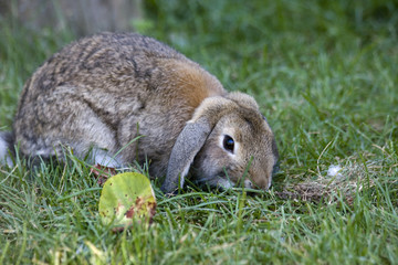 Fototapeta premium coniglio