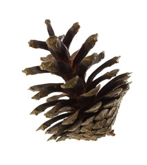 Naklejka na ściany i meble big pine cone