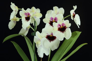 miltoniopsis,orchidée