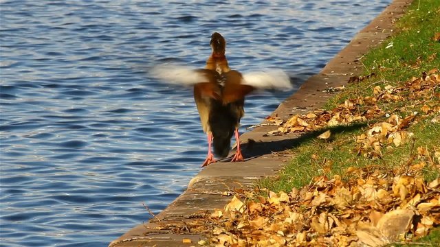 Nilg&auml;nse am Flussufer