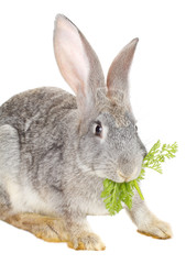 close-up rabbit