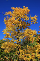 Baum mit gelben Blättern