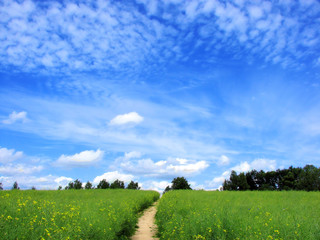 field with blossoming plant Brassica napus, for manufacture of