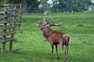 Red Deer Stag Ready for Rutting
