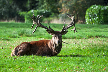 Red Deer Stag at Rest