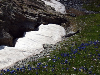 Flowers, ice and stones, mountain Altai, August, 2010 1