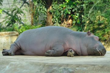 Hippo Baby 2