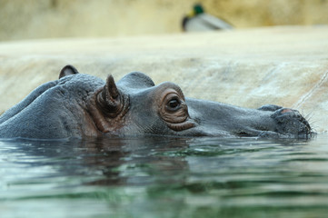 Hippo Profil 2