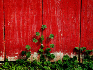Green Plant by Red Wall