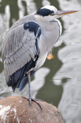 Fischreiher