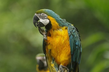 Drenched Macaw