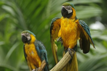 Parrot drying its feathers