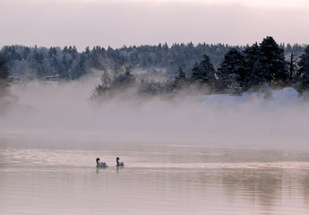 Obraz na płótnie Canvas A pair of swans on a cold and misty winster morning