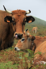 Asturische Kühe im Nebel beim Naseputzen