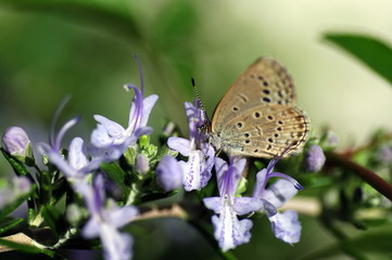 イチモンジセセリとローズマリー