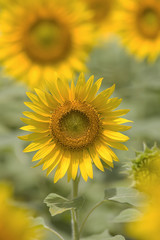 Fototapeta premium ヒマワリ畑