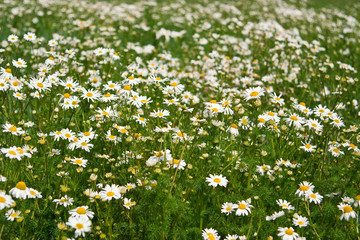 Field of daisies