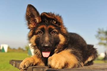 chiot berger allemand