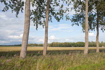 Fototapeta na wymiar Trees in a typical Dutch rural landscape