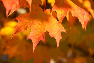 Golden Autumn Leaves in Warm Light