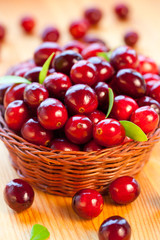 Fresh red cranberries