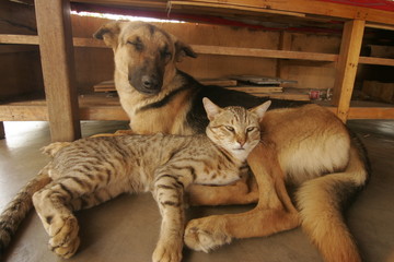 Hund und Katze