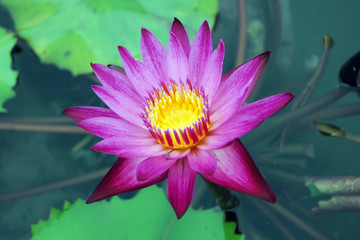 Lotus central pool