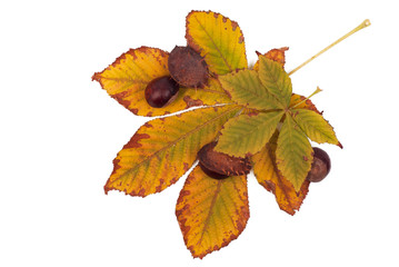 Chestnuts with shell on the yellow leaves on white background