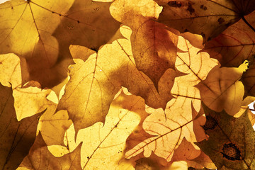 Autumn background.