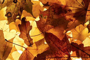 Autumn background.